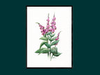Roter Fingerhut | Aquarell