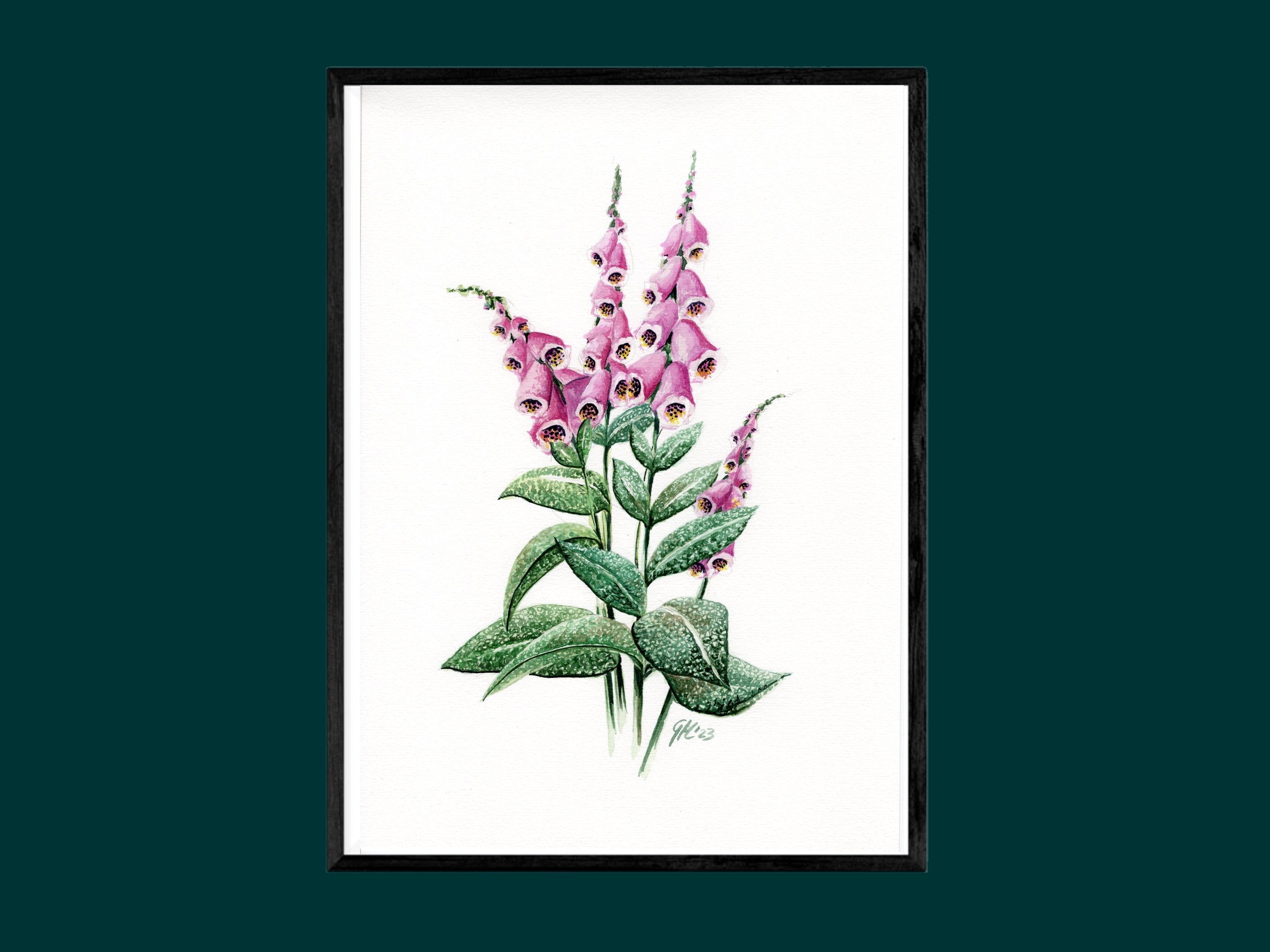 Roter Fingerhut | Aquarell