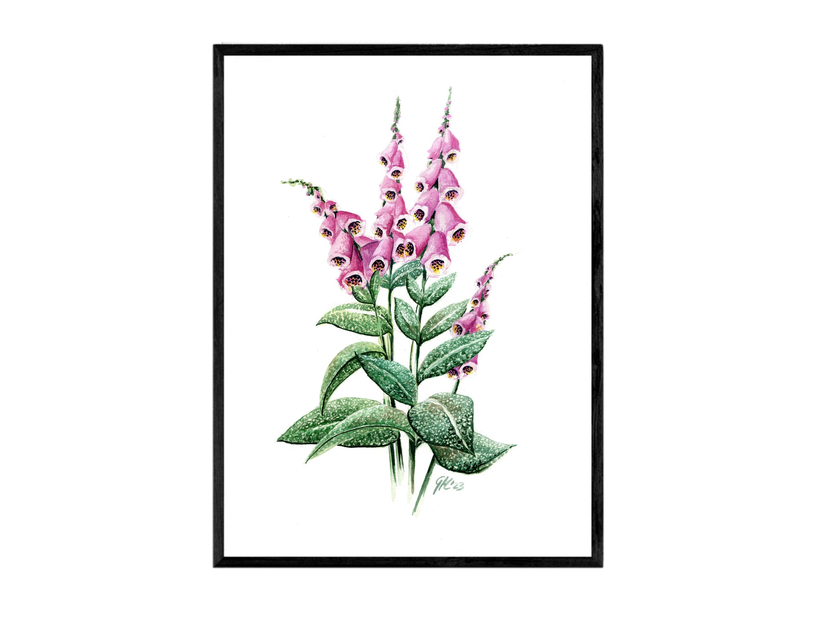 Roter Fingerhut | Aquarell