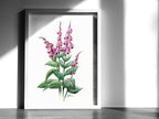 Roter Fingerhut | Aquarell