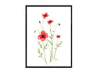 Sand-Mohn | Aquarell