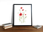 Sand-Mohn | Aquarell