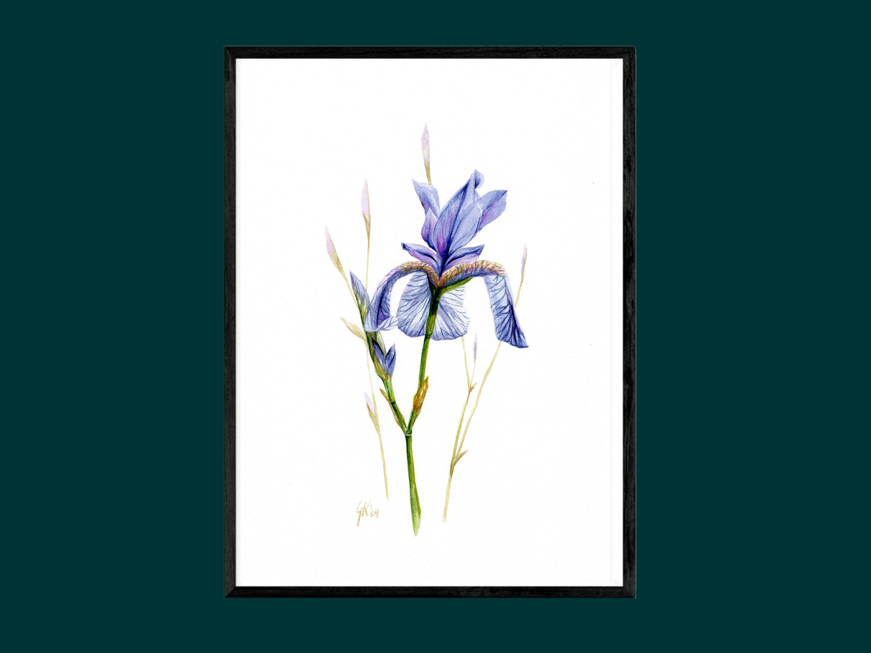 Sibirische Schwertlilie | Aquarell