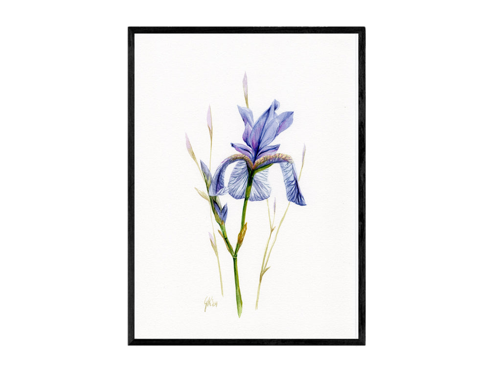 Sibirische Schwertlilie | Aquarell