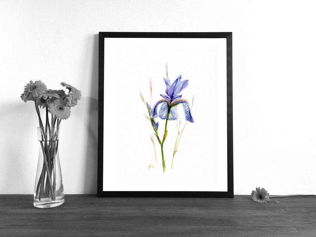 Sibirische Schwertlilie | Aquarell