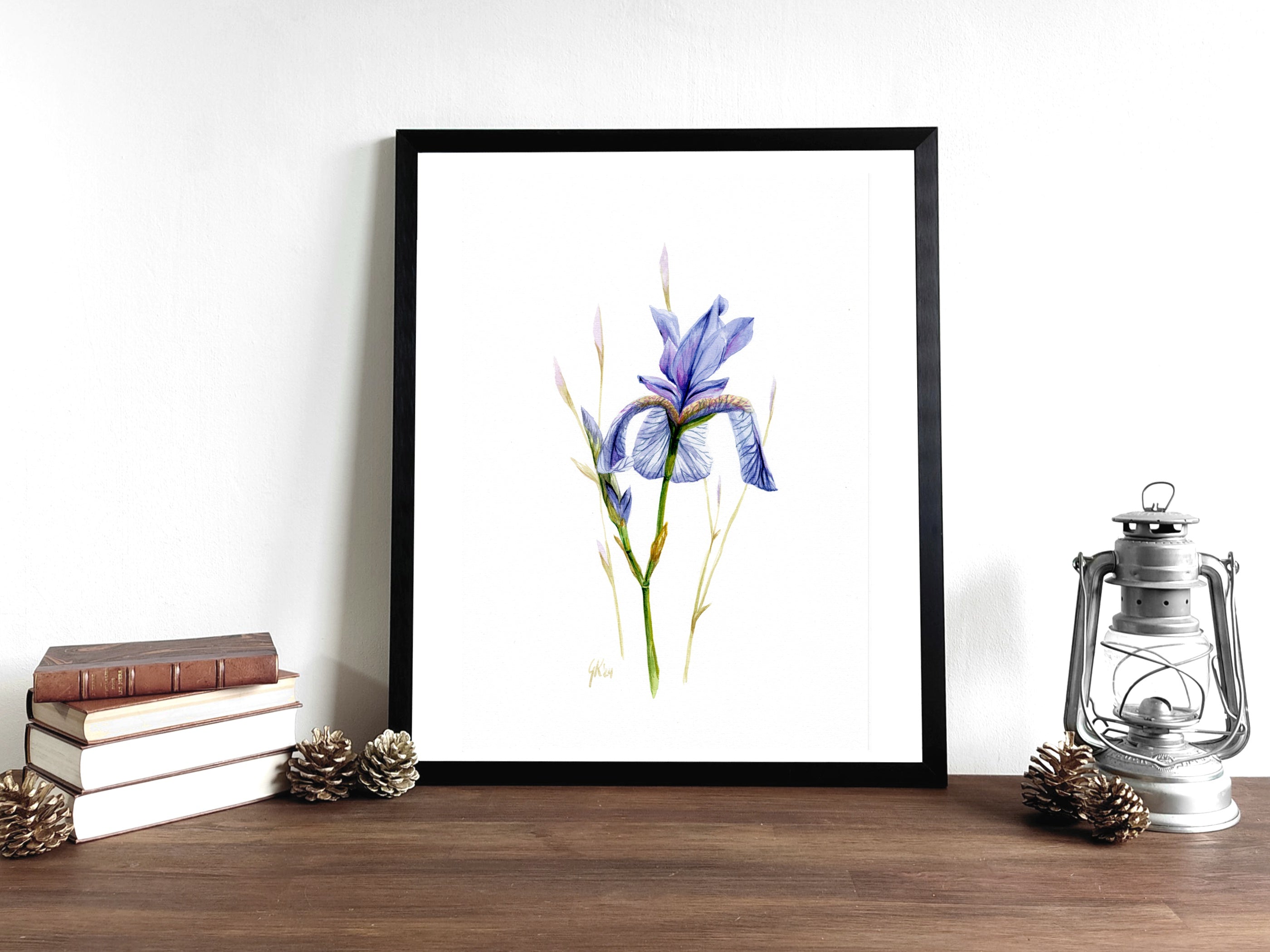 Sibirische Schwertlilie | Aquarell