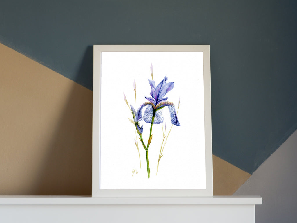 Sibirische Schwertlilie | Aquarell