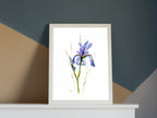 Sibirische Schwertlilie | Aquarell