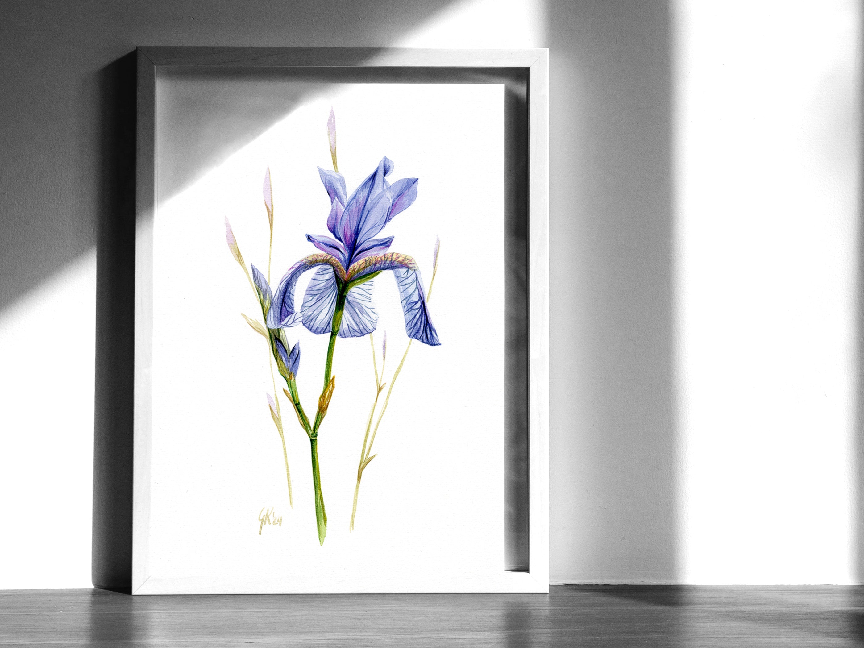Sibirische Schwertlilie | Aquarell