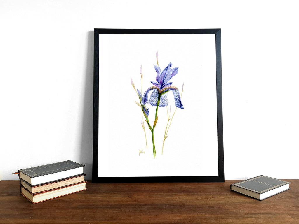 Sibirische Schwertlilie | Aquarell