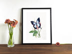 Blauer Ulysses | Aquarell