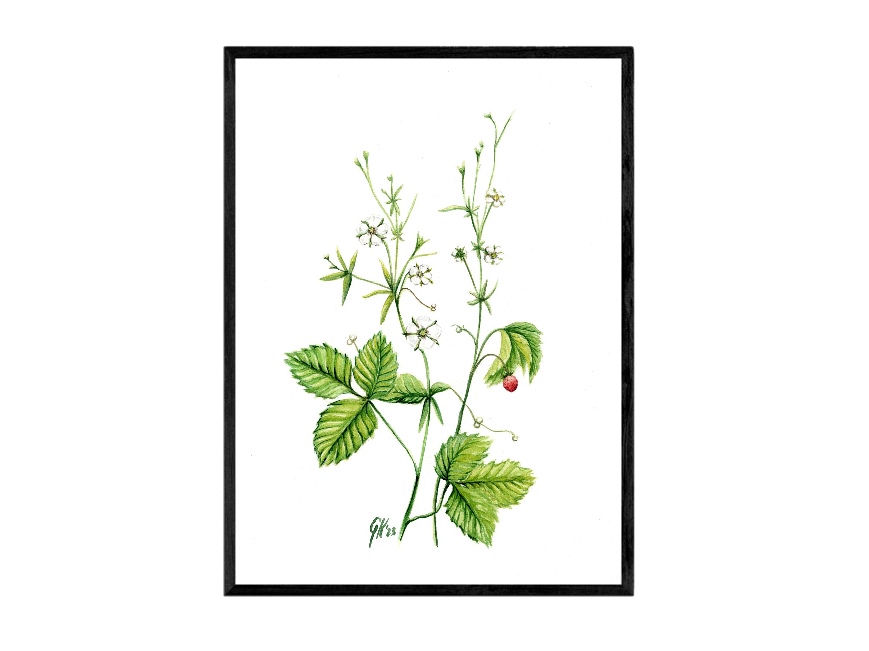 Walderdbeere | Aquarell