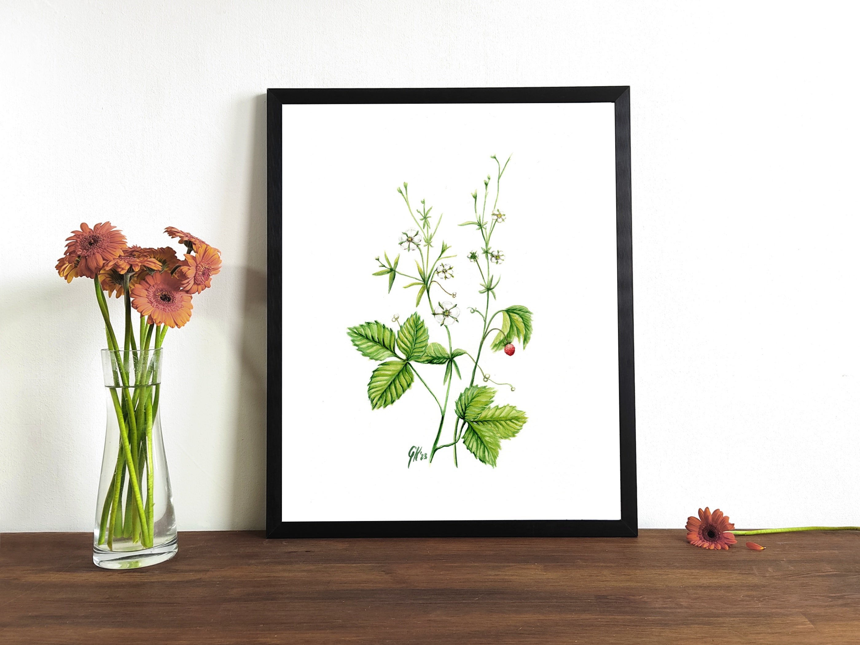 Walderdbeere | Aquarell