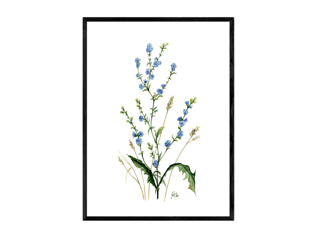 Wegwarte | Aquarell
