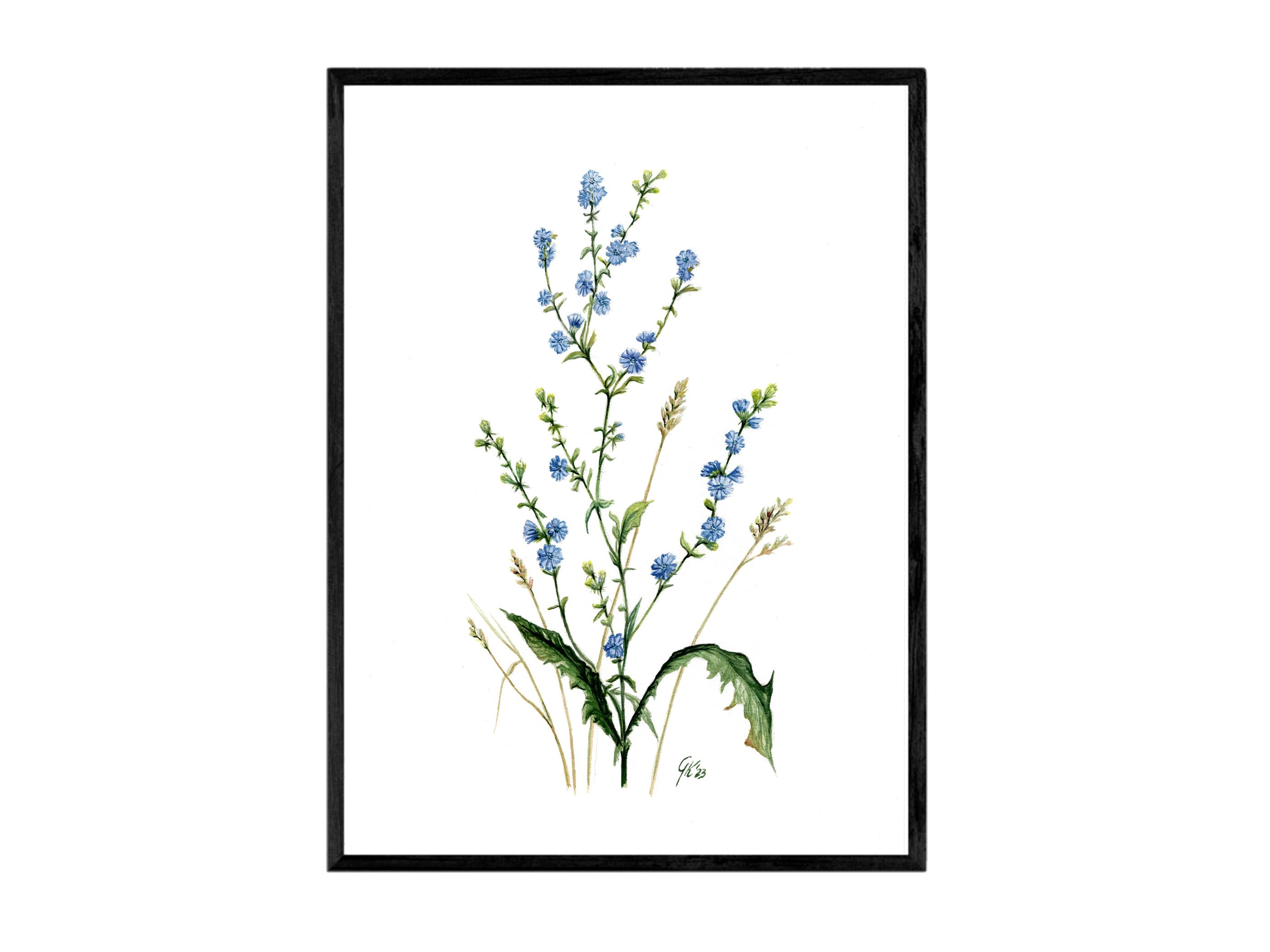 Wegwarte | Aquarell