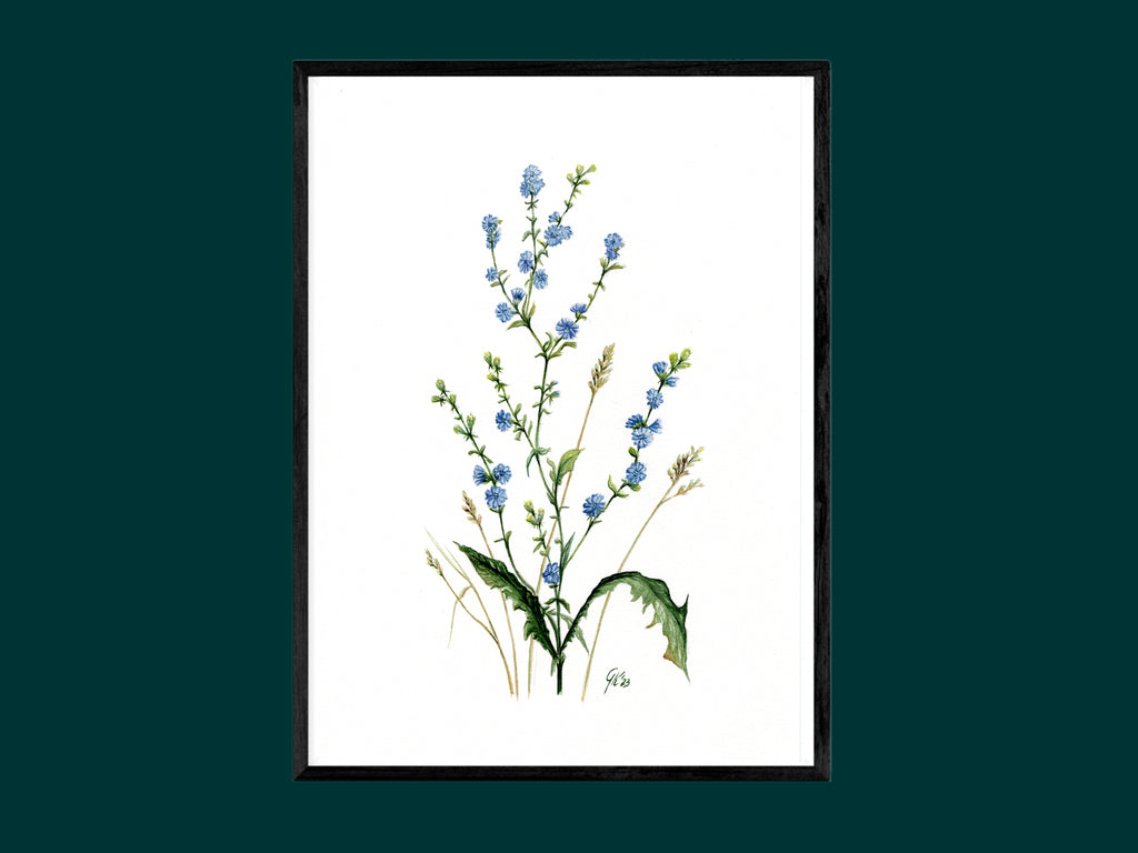 Wegwarte | Aquarell