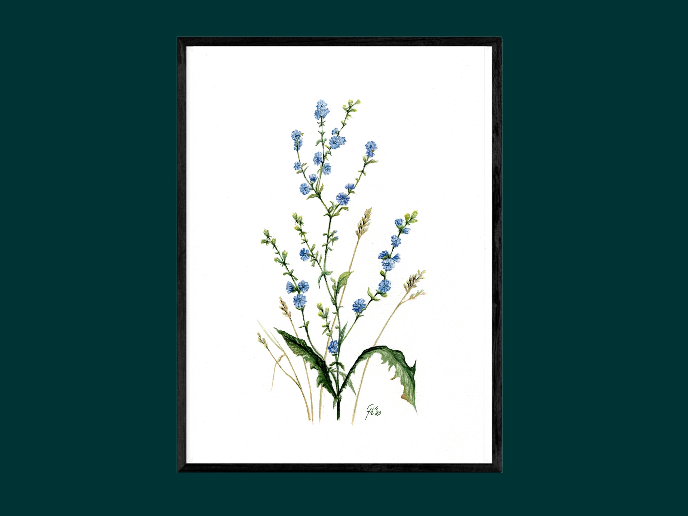 Wegwarte | Aquarell