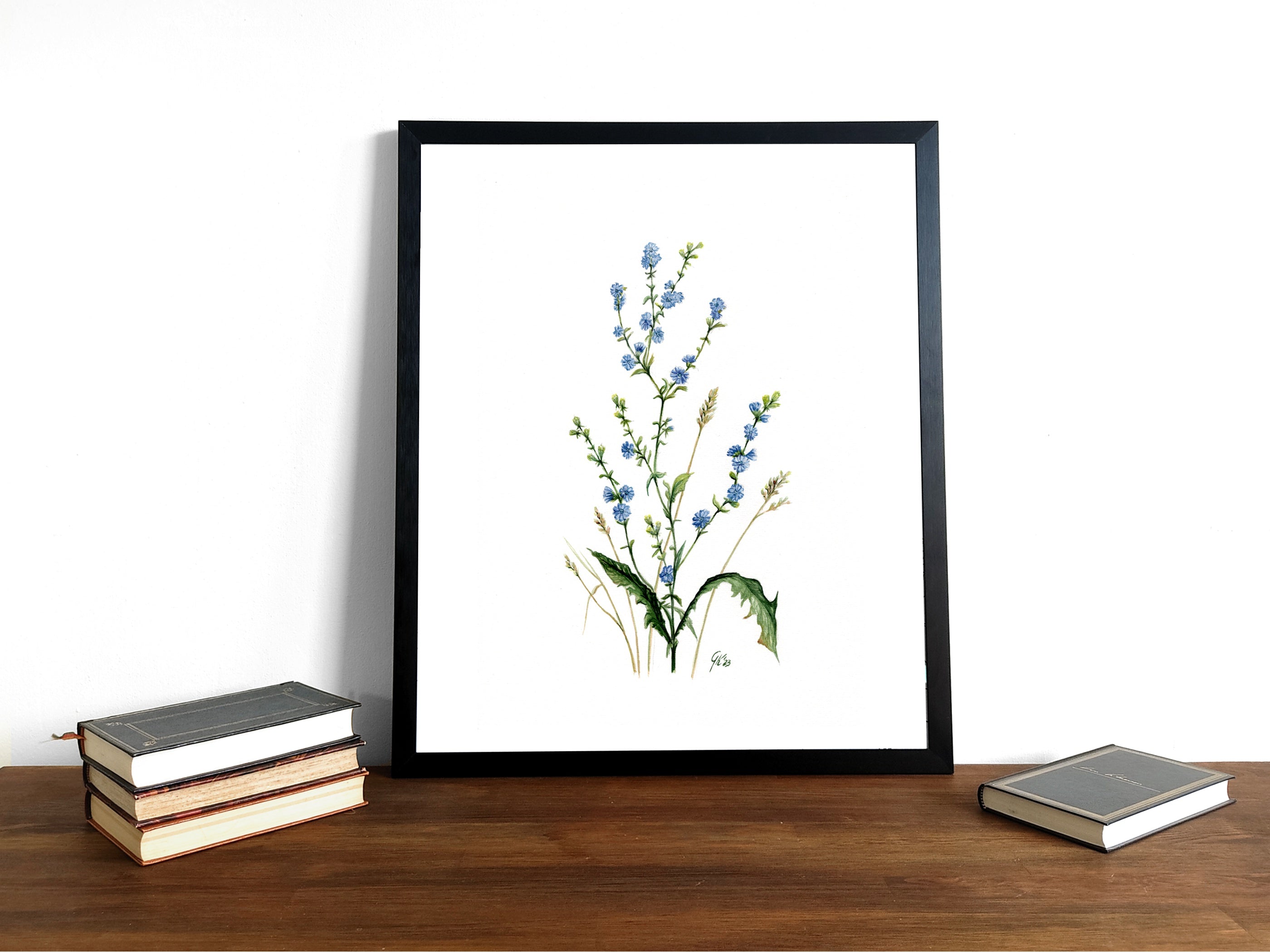 Wegwarte | Aquarell