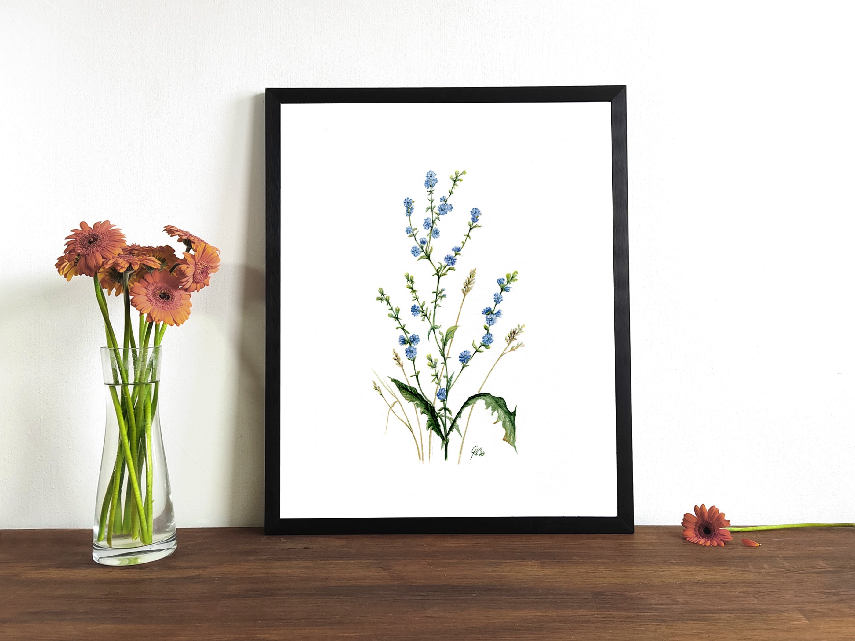 Wegwarte | Aquarell