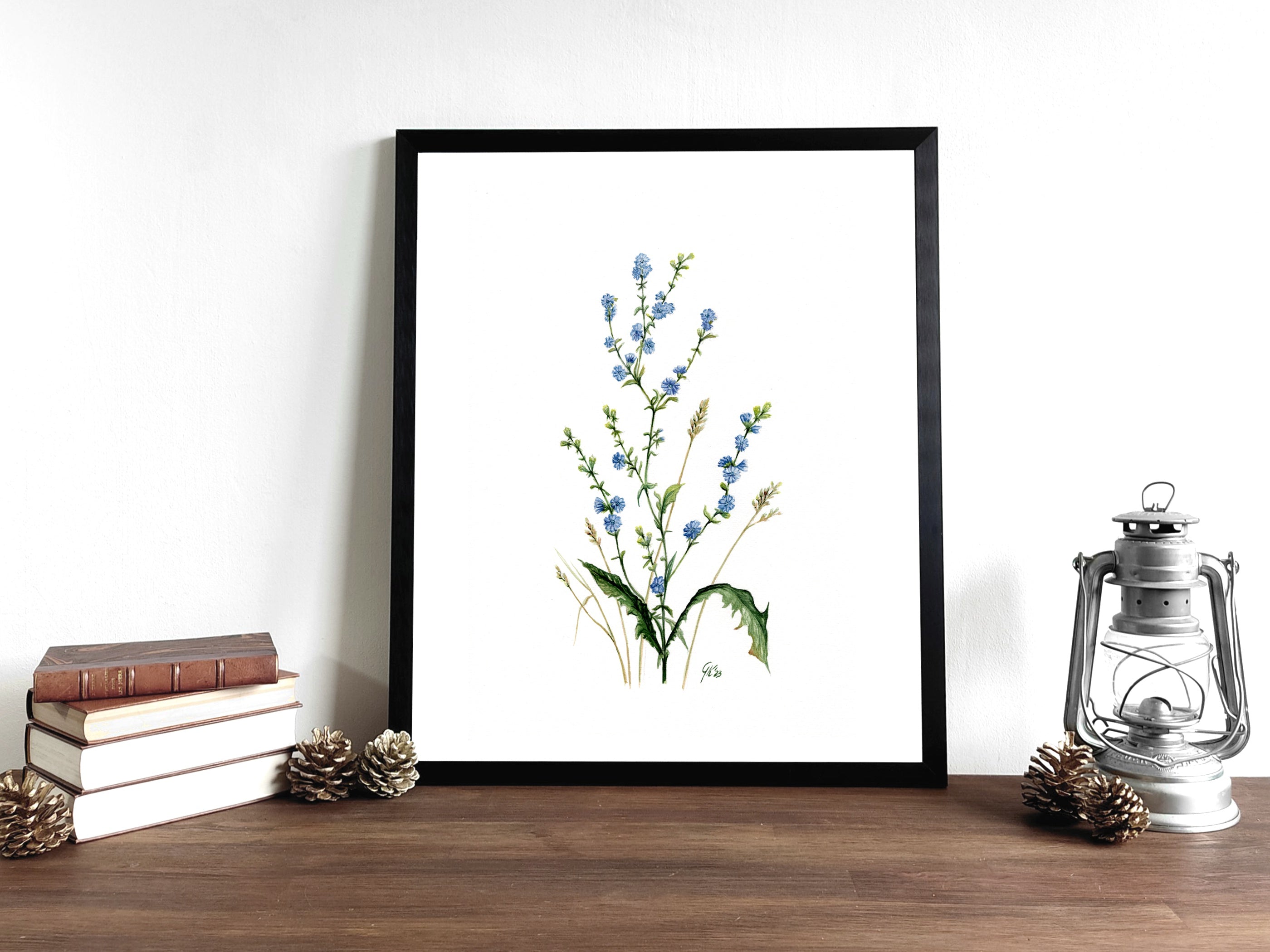 Wegwarte | Aquarell