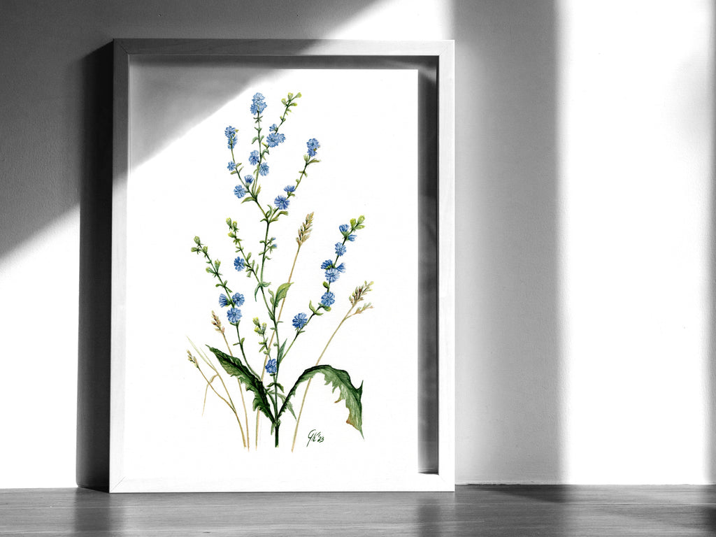Wegwarte | Aquarell