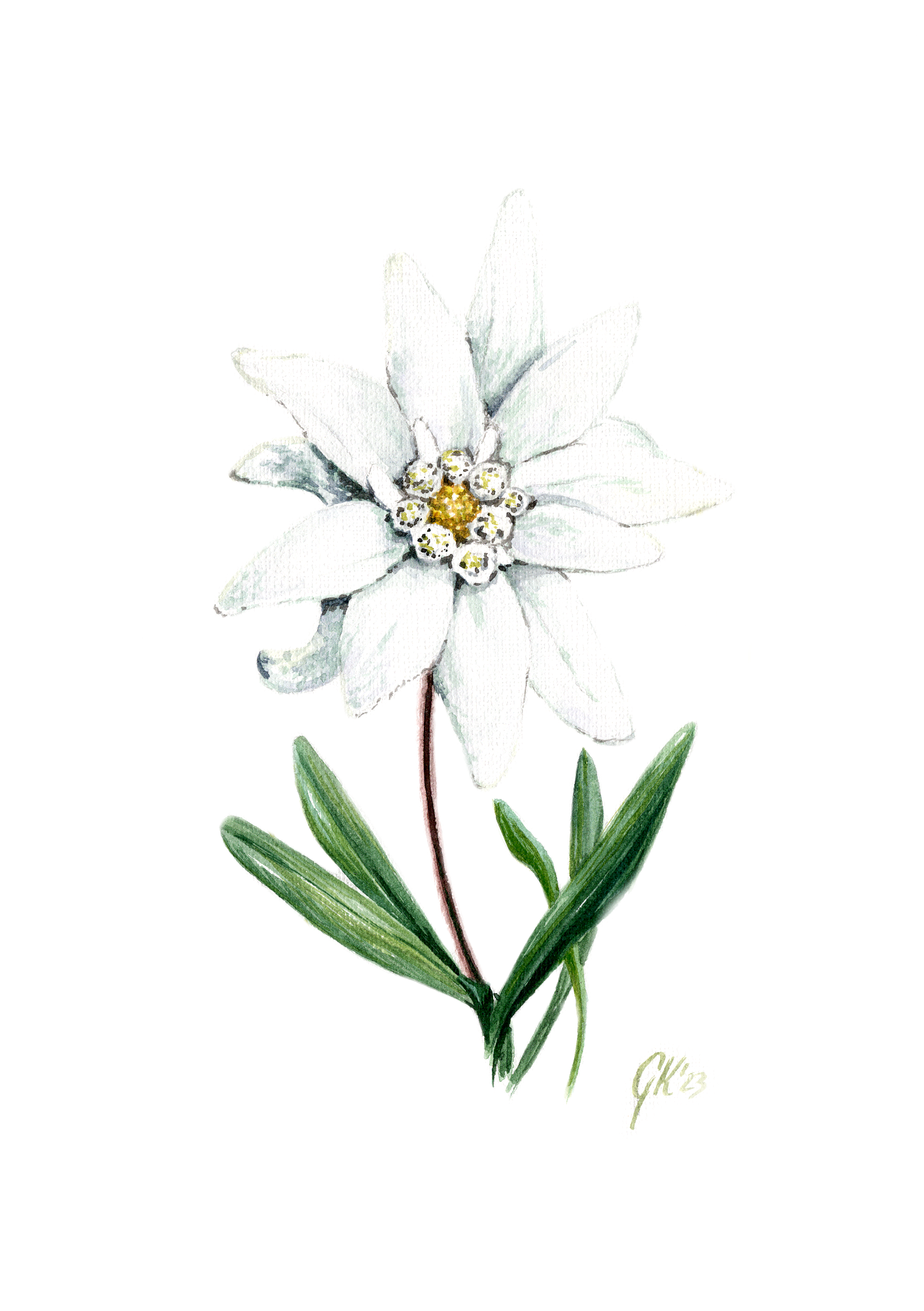 Edelweiß (strukturiert) - Fine Art Print | A3 | A4