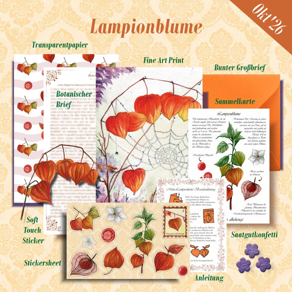 Lampionblume | Limited Oktober'26