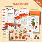 Lampionblume | Limited Oktober'26