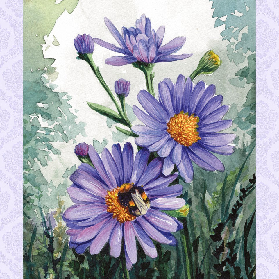 Aster | Limited September'26